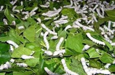 El cultivo de moreras para criar gusanos de seda ayuda a estabilizar economía en áreas remotas 
