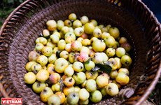 Temporada de cosecha de las manzanas de Xim Vang
