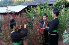 Características culturales únicas en fiesta del Año Nuevo de Celosia del grupo étnico Cong 