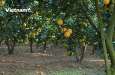 (Video) Cosecha de naranja en el distrito vietnamita Luc Ngan