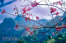 Bosques y montañas en noroeste de Vietnam se tiñen del rosa de la flor de durazno