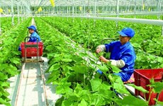 Vietnam por reducir emisiones de gases de efecto invernadero en la producción agrícola