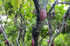 Exuberante jardín de cacao en medio de la ciudad de Buon Ma Thuot seduce a visitantes