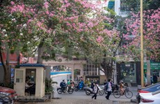 Floración del Palo borracho colorea calles de Hanoi