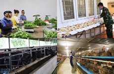  Provincia de Bac Giang amplía los modelos de seguridad alimentaria