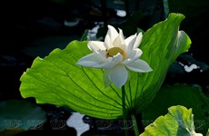 Temporada de loto blanco en el lago Tinh Tam
