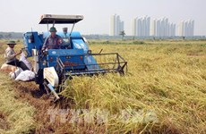 Hanoi impulsa la reestructuración del sector agrícola