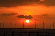 Admiran belleza de la puesta de sol en el "campo de energía eólica" en Bac Lieu