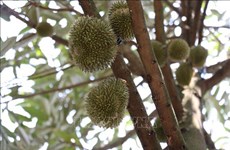 Binh Phuoc busca soluciones para el cultivo sostenible de durián