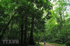 Necesita Vietnam explotar ventajas de ecoturismo de bosque