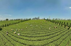 Lam Dong proyecta mejorar eficiencia e impulsar desarrollo sostenible de industria del té