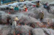 [Fotos] Bonitas fotos sobre la fabricación de redes de pesca en provincia vietnamita