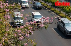 Flores de trompeta rosa embellecen calles de Ciudad Ho Chi Minh