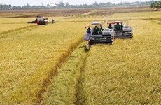 35 años de Renovación: Elevan el arroz vietnamita a un nuevo nivel