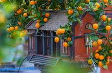 Bonsái de kumquat en aldea vietnamita de Tu Lien da frutos en ocasión de Tet
