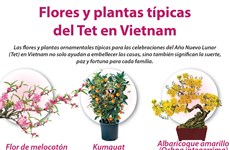 Flores y plantas típicas del Tet en Vietnam