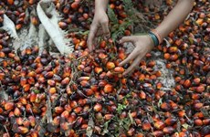 Indonesia levantará prohibición sobre exportación de aceite de palma 