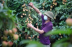 Provincia vietnamita de Bac Giang entra en temporada de cosecha de lichis
