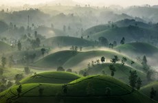Paisaje poético de colina de té en provincia vietnamita de Phu Tho