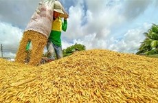 Exportaciones de arroz de Vietnam establecen nuevo récord