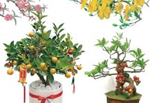 Flores y plantas típicas del Tet (Año Nuevo Lunar)
