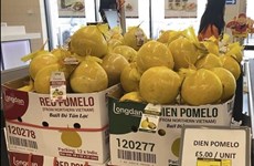 El primer lote de pomelos "Dien" llega a los estantes de supermercados del Reino Unido