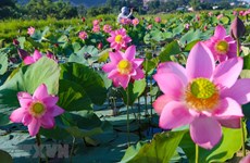 Flores de loto embellecen ciudad vietnamita de Da Nang