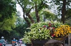 Las azucenas, la “flor de abril” de Hanoi