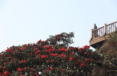 [Fotos] Valle de flores en la Cima de Fansipan 