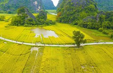 [Fotos] Turismo de Vietnam: la belleza de la temporada de cosecha de arroz en Ninh Binh