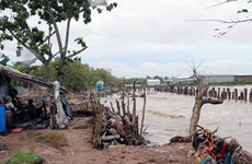 [Fotos] Cambio climático: grave erosión en el dique en la costa de provincia sureña de Kien Giang