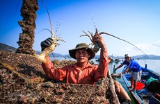 [Fotos] Cultivo de langostas en provincia de Phu Yen