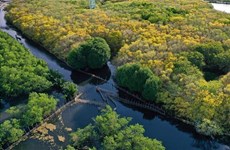 [Foto] Bosque de manglares Ru Cha en otoño