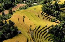 [Foto] Diferentes tonos de color amarillo en temporada de cosecha de arroz en Mu Cang Chai 