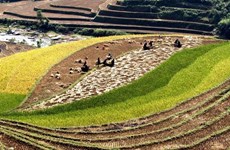 [Foto] Diferentes tonos de color amarillo en temporada de cosecha de arroz en Mu Cang Chai 