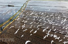 [Foto] Cigüeñas blancas volando por el campo en Thua Thien-Hue