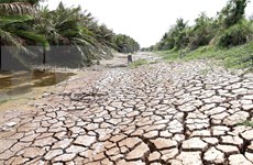 [Foto] Delta del Mekong enfrenta severa sequía 