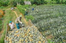 [Foto] Temporada de cosecha de piña en Dong Giao