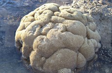 [Foto] La belleza de corales en playa en Ninh Thuan