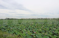  [Foto] Campos de loto en Ha Nam durante temporada de cosecha