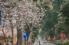 Flores de Bauhinia blanca engalanan calles de Hanoi 