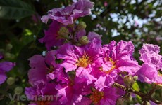 Contemple la belleza de flores de múltiples colores en el verano de Hanoi