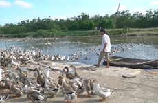 Agricultor vietnamita sale de la pobreza gracias a cría limpia de patos marinos