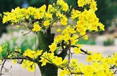 Significados de la flor de albaricoque amarillo 