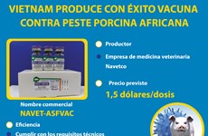 Vietnam produce con éxito vacuna contra peste porcina africana