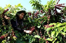 Exportaciones vietnamitas de café superan dos mil millones de dólares 