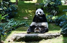 Un hogar seguro para los osos de Vietnam