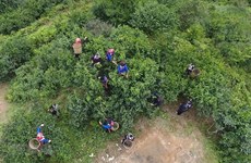 Antiguos árboles de té de Shan Tuyet reconocidos como patrimonio vietnamita 