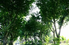 Árboles verdes distinguen calles de Hanoi en medio del otoño