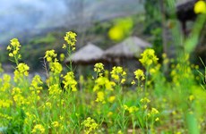 Temporada de flores de mostaza en meseta rocosa de provincia de Ha Giang